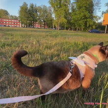 Load and play video in Gallery viewer, Cute Siamese Cat in Pink Angel Cat Harness &amp; Leash | Best Cat Harnesses | MissyMoMo
