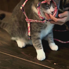Load and play video in Gallery viewer, How to Put on H-Style Cat Harness on a Cat | MissyMoMo
