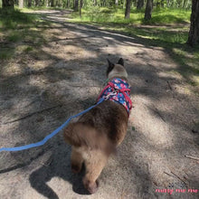 Load and play video in Gallery viewer, Siamese Cat Walking with Fleur Cat Harness in Blue Floral Pattern | MissyMoMo
