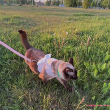 Load and play video in Gallery viewer, Siamese Cat Walking in Pink Angel Harness with Wings | MissyMoMo
