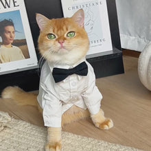 Load and play video in Gallery viewer, Cat Wearing a White Wedding Shirt with a Black Bow Tie | MissyMoMo
