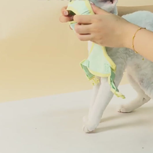 Devon Rex in Mesh Vest Cat Harness and Leash | MissyMoMo