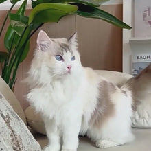 Load and play video in Gallery viewer, Putting H-Style Harness on a Cat | MissyMoMo
