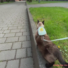 Load and play video in Gallery viewer, Siamese Cat Wearing Milo Cat Harness With Avocado Design, Walking Outdoors | MissyMoMo
