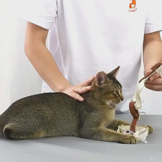 Cat Wearing Phoenix Leather Cat Harness In Brown | MissyMoMo