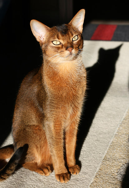 Beautiful Abyssinian Cat