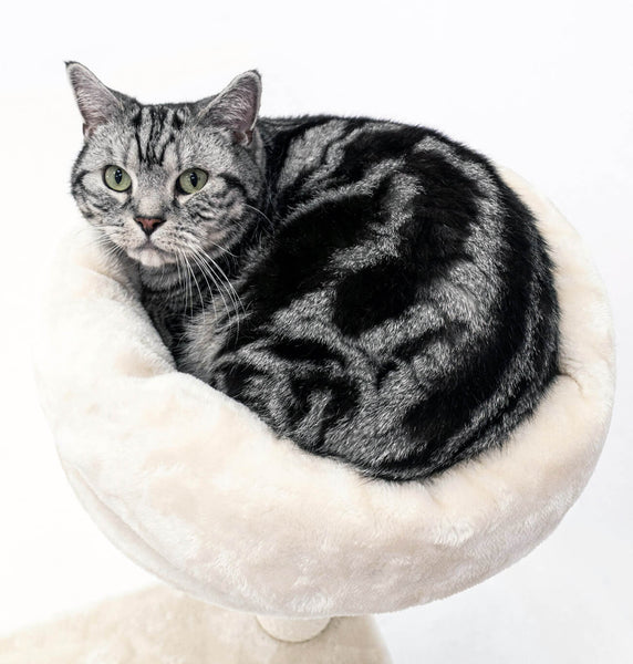 Beautiful American Shorthair Cat