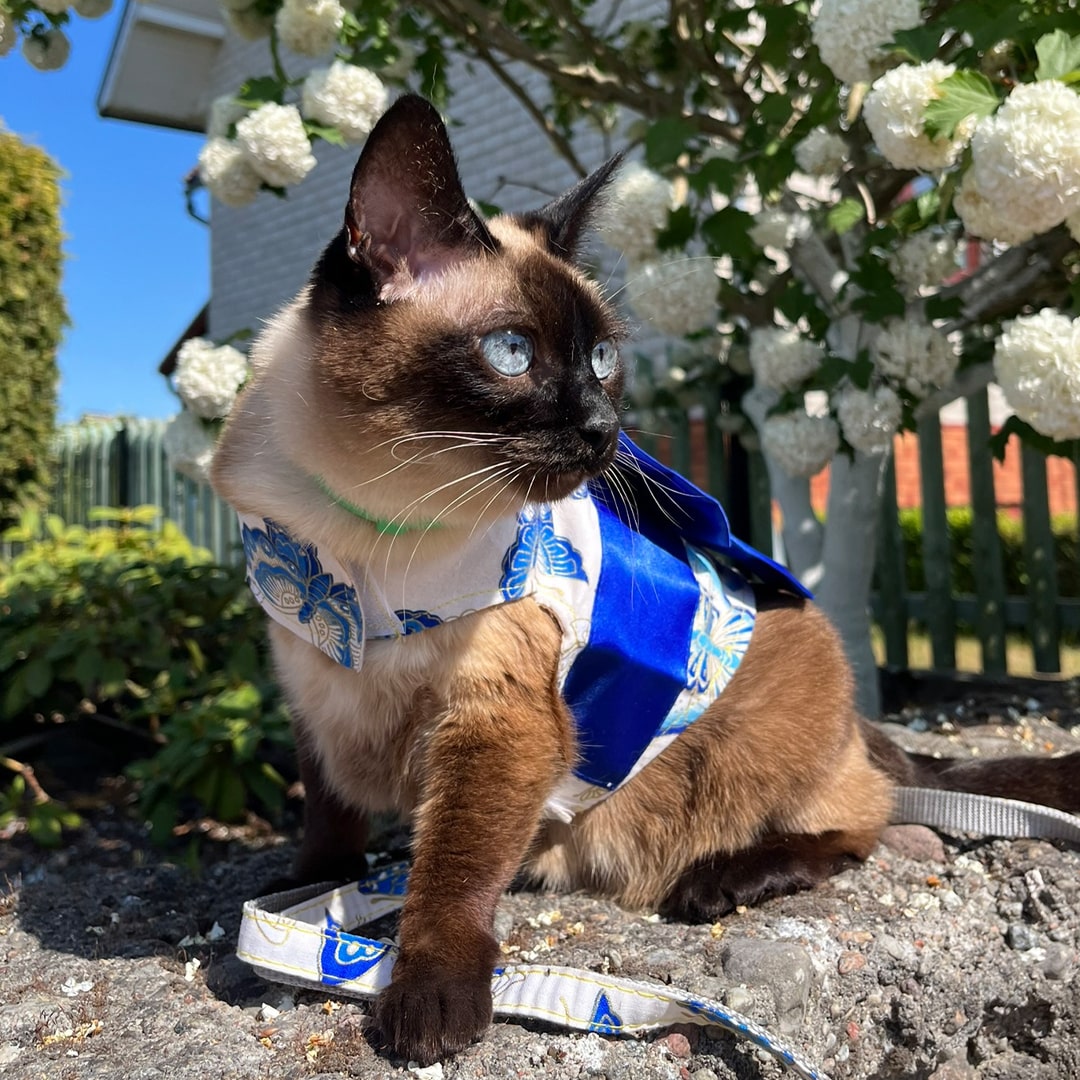 Siamese Cat Wearing Blue Kimono Harness with Bow | MissyMoMo