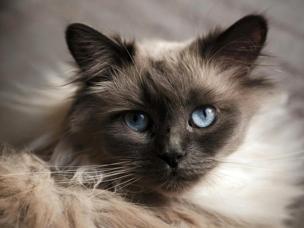 Beautiful Birman Cat