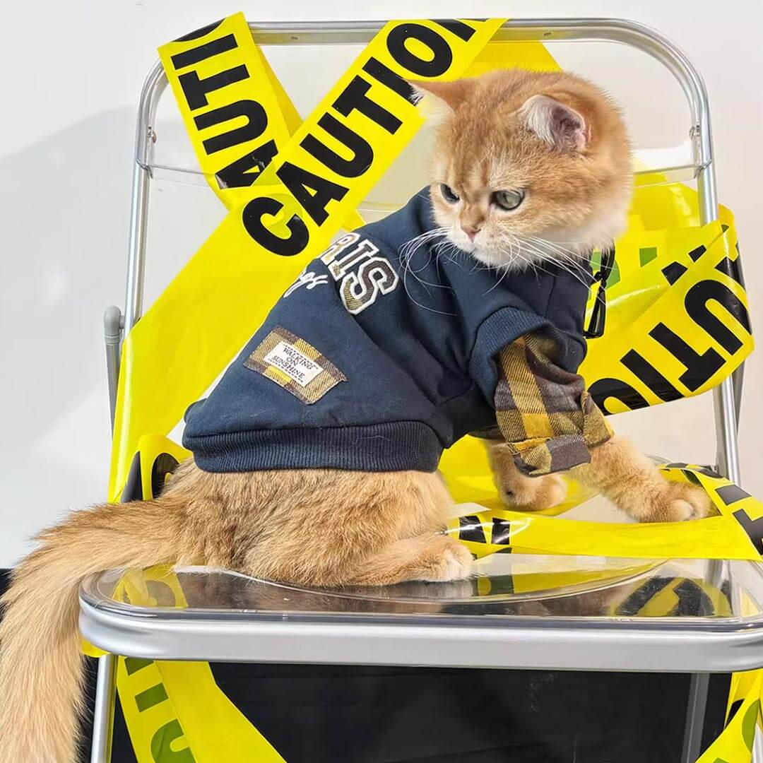 Cat In Navy Sweatshirt | Stylish Cat Outfit | MissyMoMo