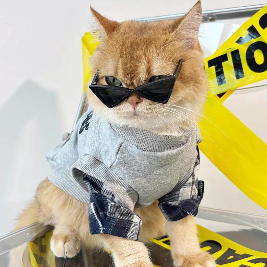 Cat Wearing Grey Paris Feelings Sweatshirt | Plaid Sleeve Cat Apparel | MissyMoMo