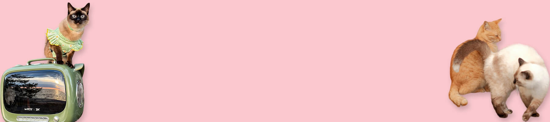 MissyMoMo Best Cat Carrier Collection