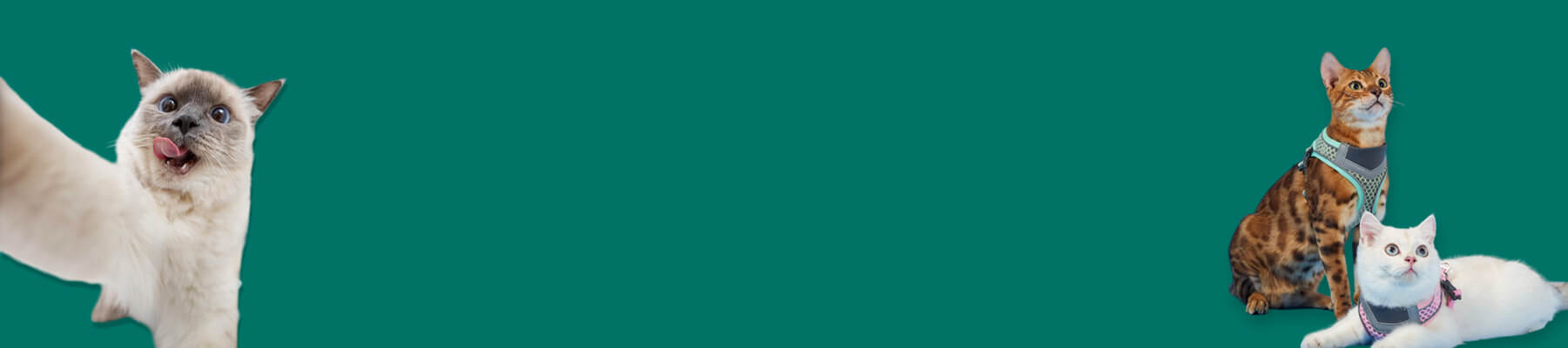 Best Cat Harness Collection