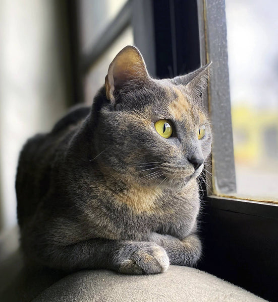 Beautiful Chartreux Cat