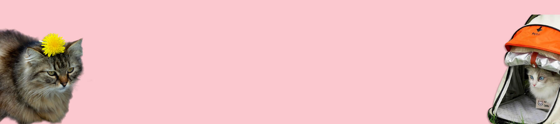 Cat Backpacks for Hiking Collection