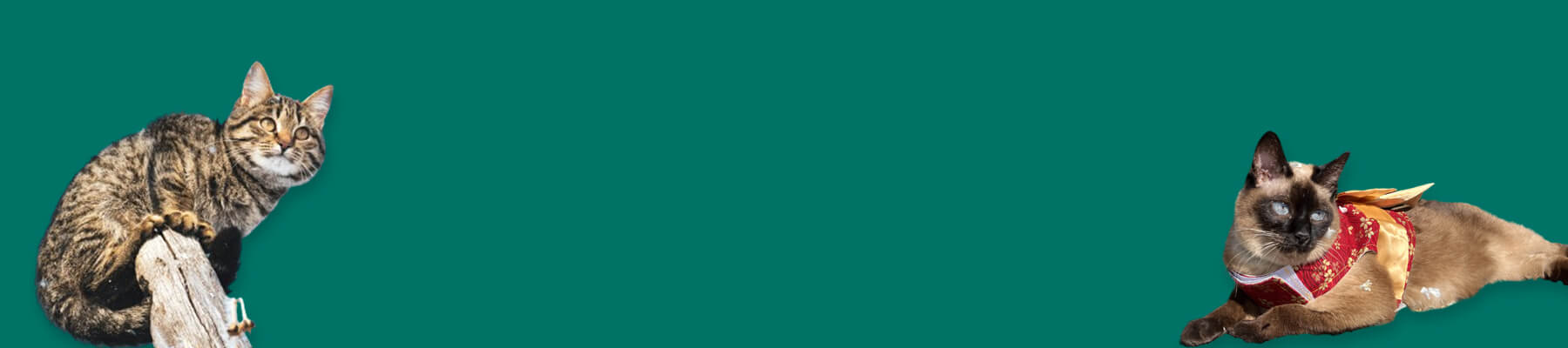 Cat Jacket Harness Collection