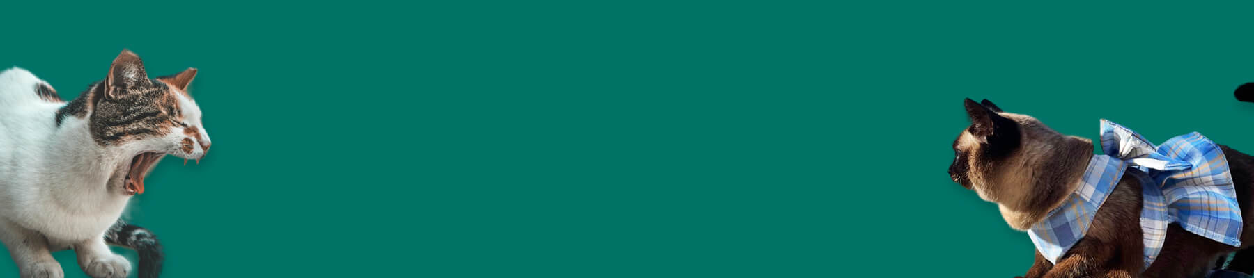 Cat Walking Harness Collection