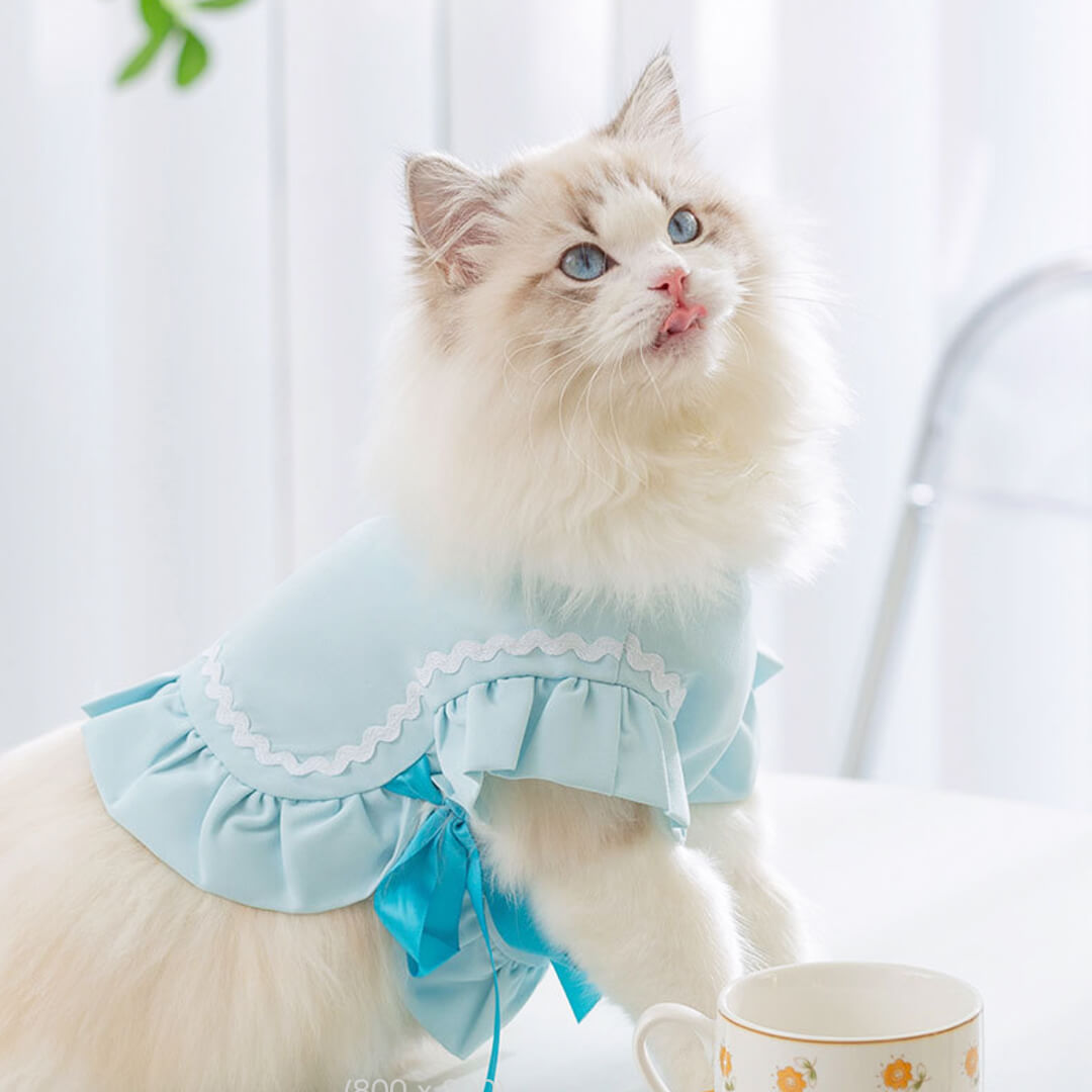 Cat in Blue Cat Vest | MissyMoMo