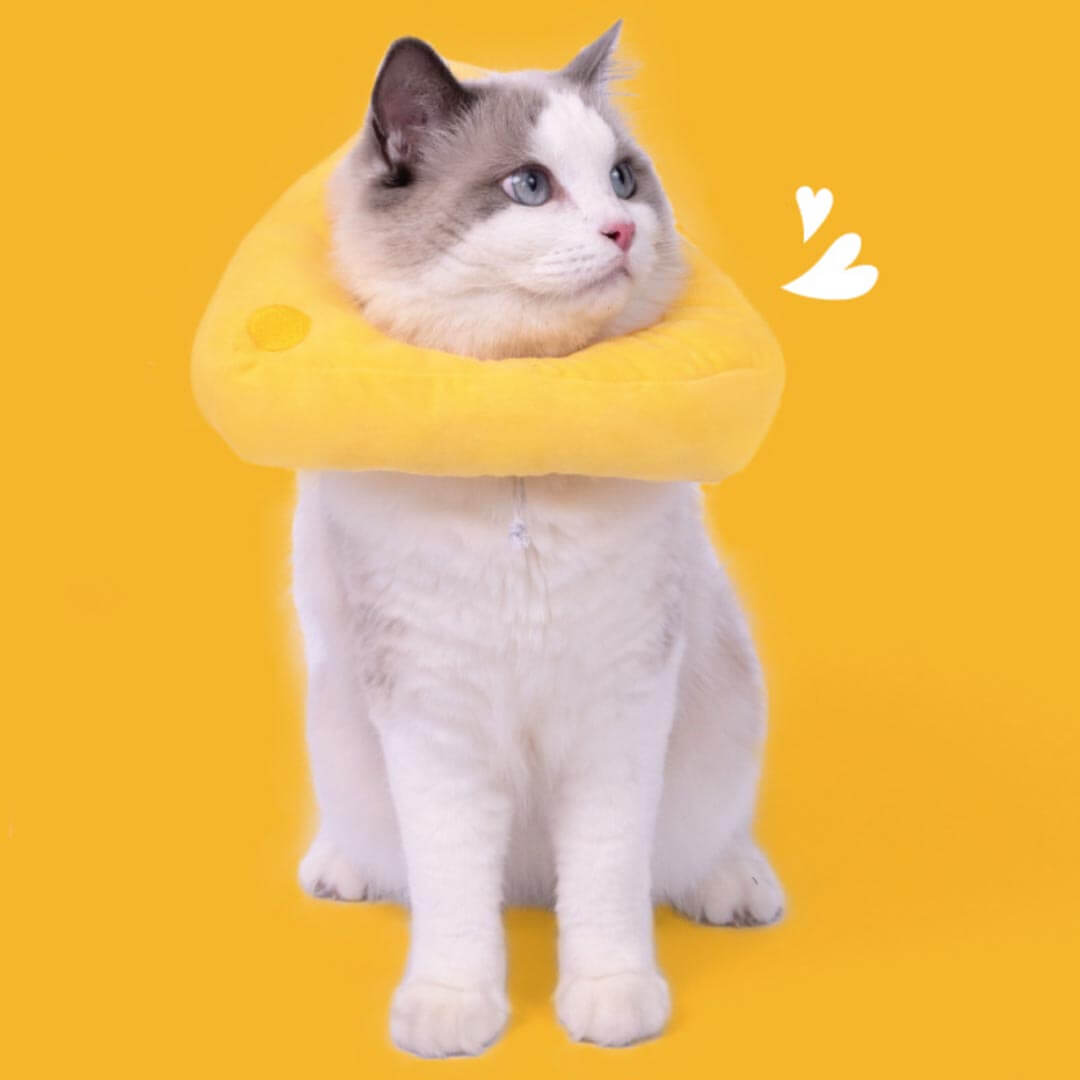 Cheese Elizabethan Collar for Cats | Cat with E Collar | MissyMoMo