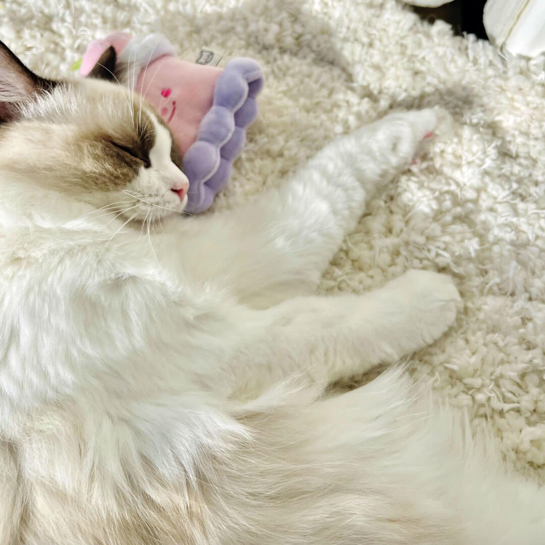 Cat with Cherry Cake Catnip Toy | Cute Toy for Cats & Kittens | MissyMoMo