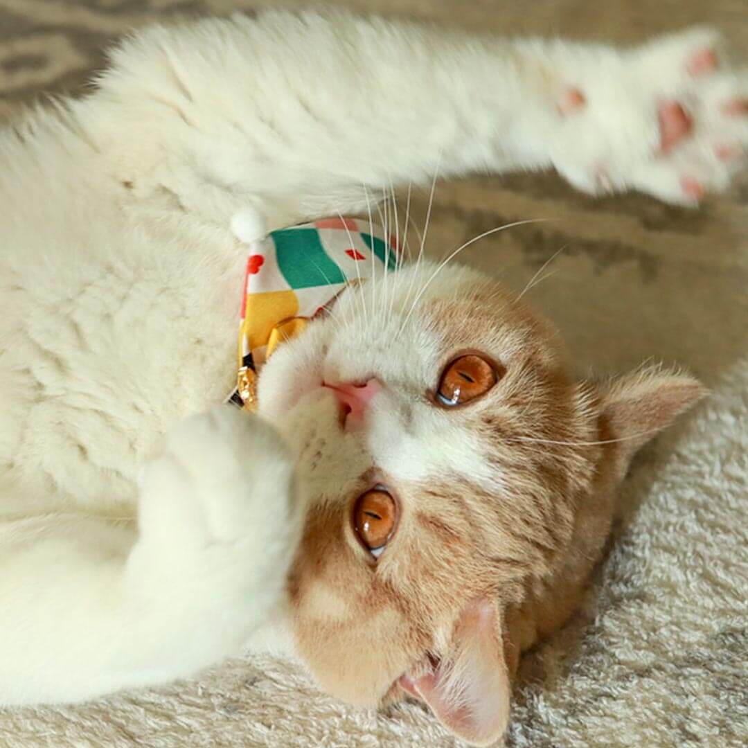 Circus Cat Bib | Cute Accessories for Cats | MissyMoMo