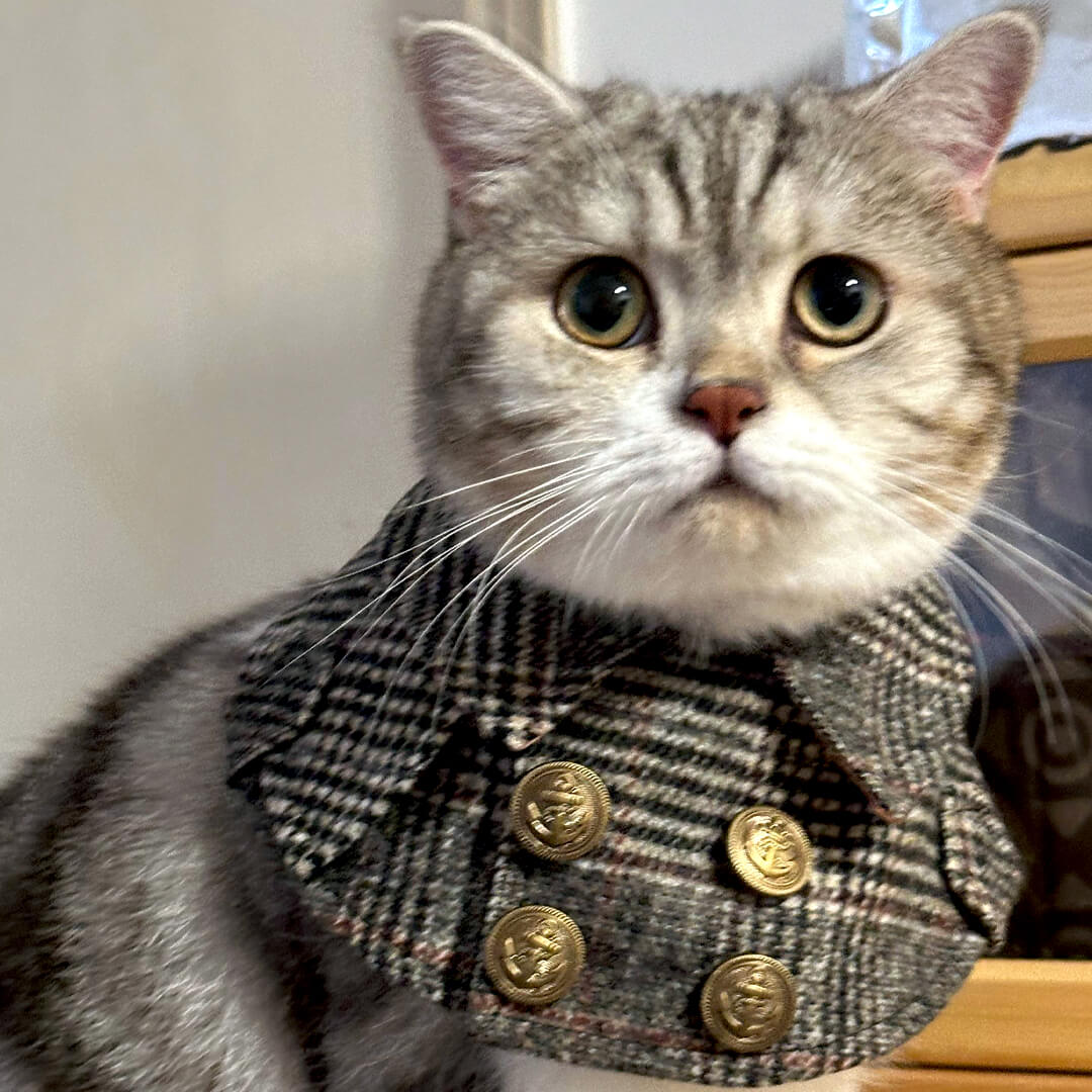 Cat in Tweed Cat Bib | MissyMoMo