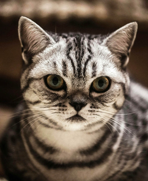 Beautiful Exotic Shorthair Cat