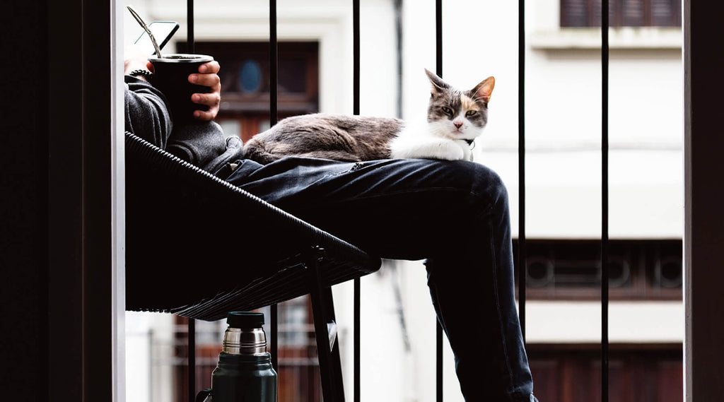 Fun Things To Do With Your Cat| MissyMoMo