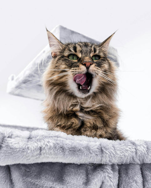 Beautiful Norwegian Forest Cat