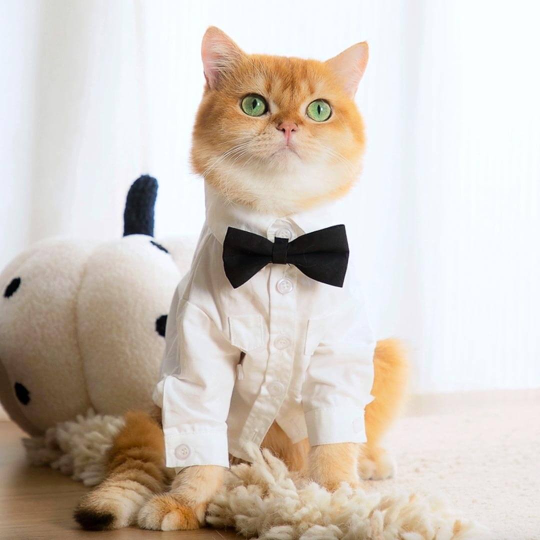 Cat Wearing a White Wedding Shirt with a Black Bow Tie | MissyMoMo