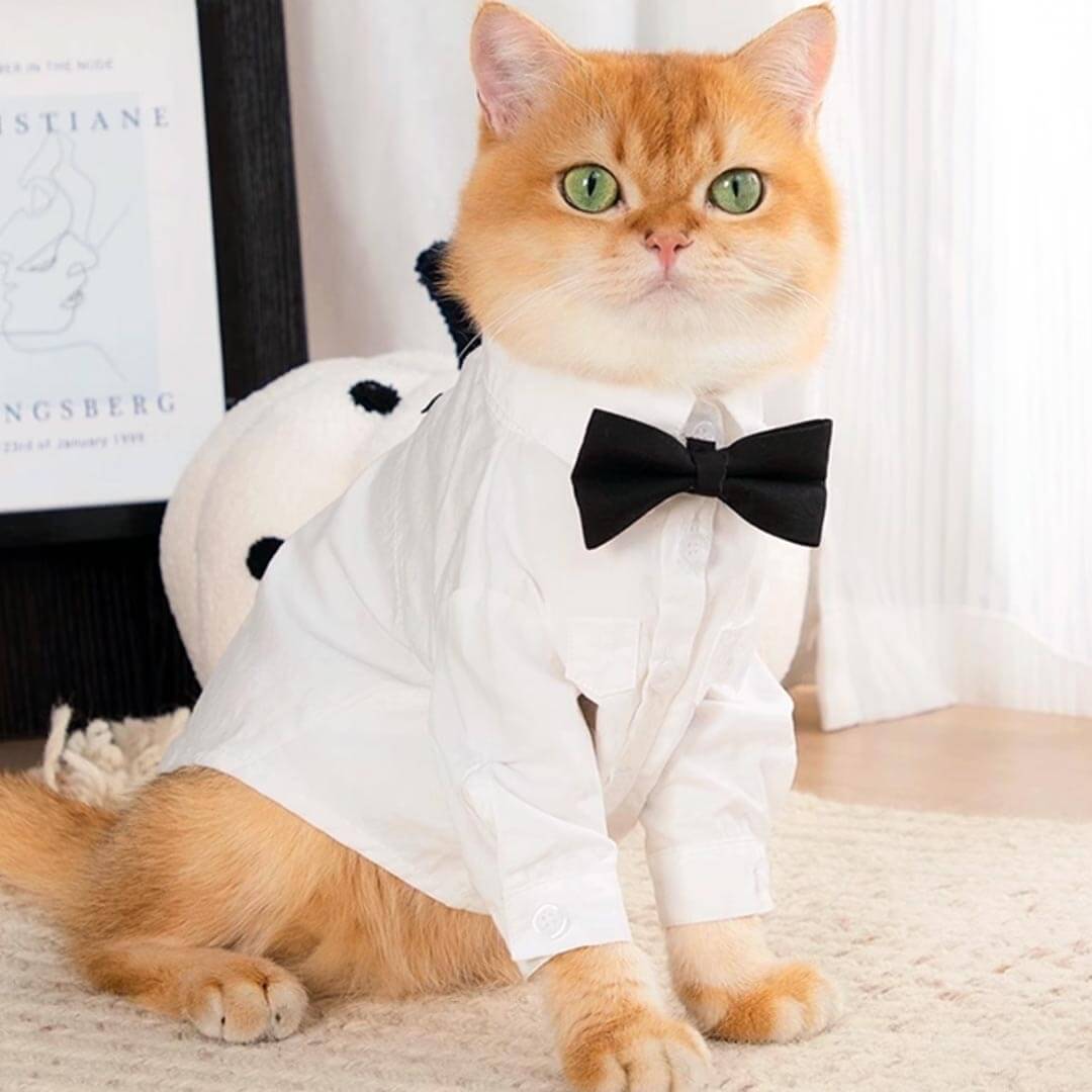 Cat Wearing a White Wedding Shirt with a Black Bow Tie | MissyMoMo