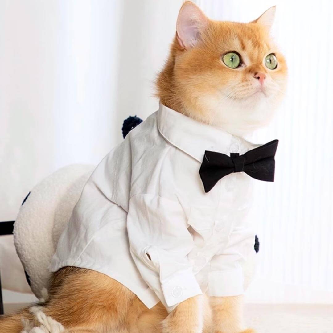 Cat Wearing a White Wedding Shirt with a Black Bow Tie | MissyMoMo