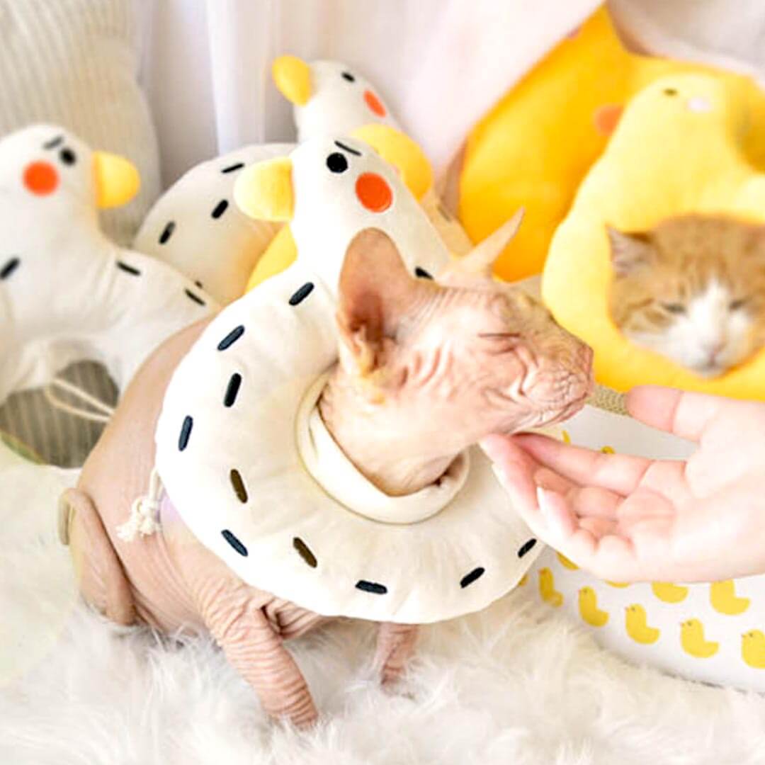 Goose Elizabethan Collar | Sphynx Cat with E Collar | MissyMoMo