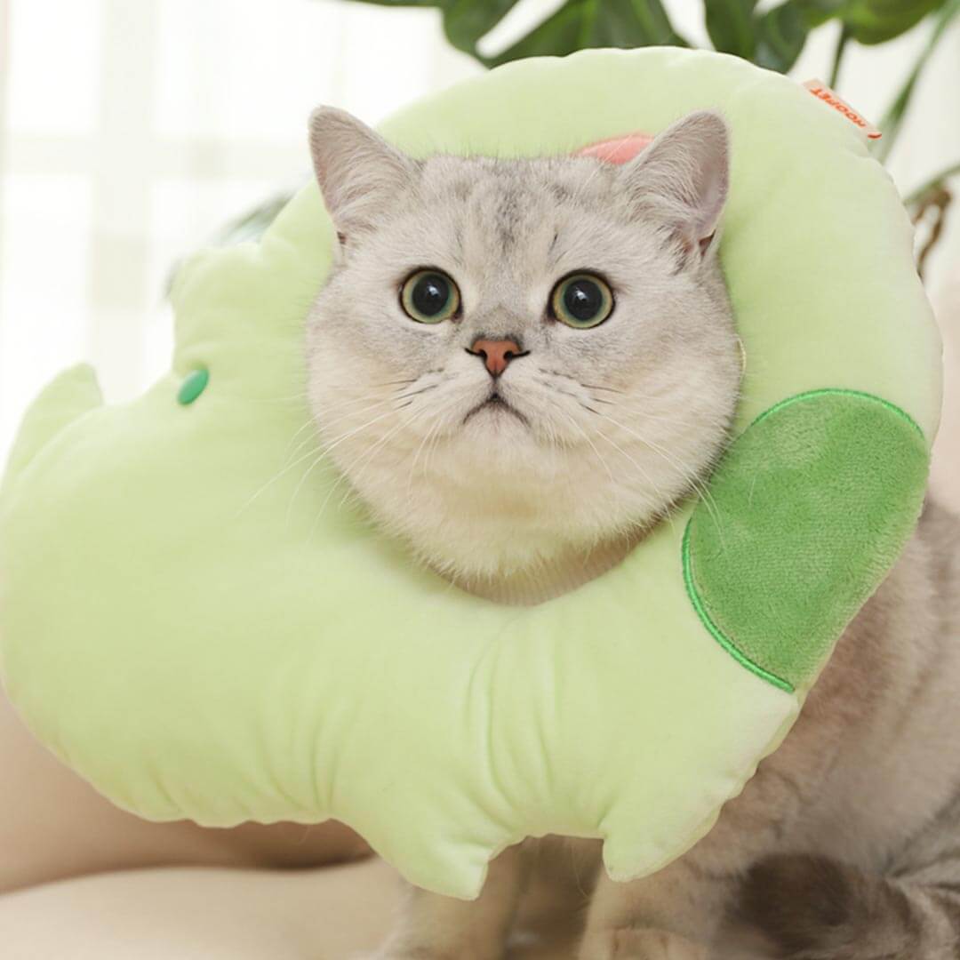 Hippo Elizabethan Collar | Cat with E Collar | MissyMoMo