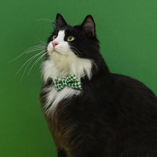 Load image into Gallery viewer, Gentlemeow Cat Bow Tie | Cat with Bow Tie | MissyMoMo