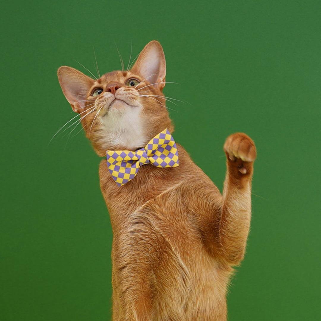 Gentlemeow Cat Bow Tie | Cat with Bow Tie | MissyMoMo