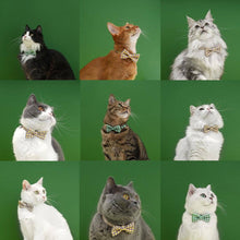 Load image into Gallery viewer, Gentlemeow Cat Bow Tie | Cats with Bow Ties | MissyMoMo