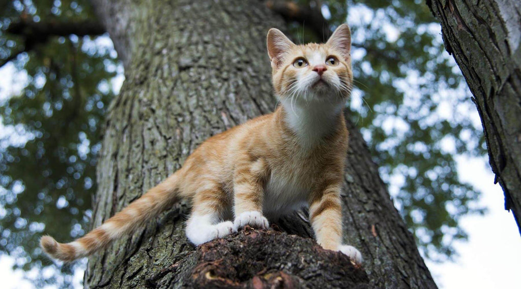 Keep Your Cat Safe Outside | MissyMoMo