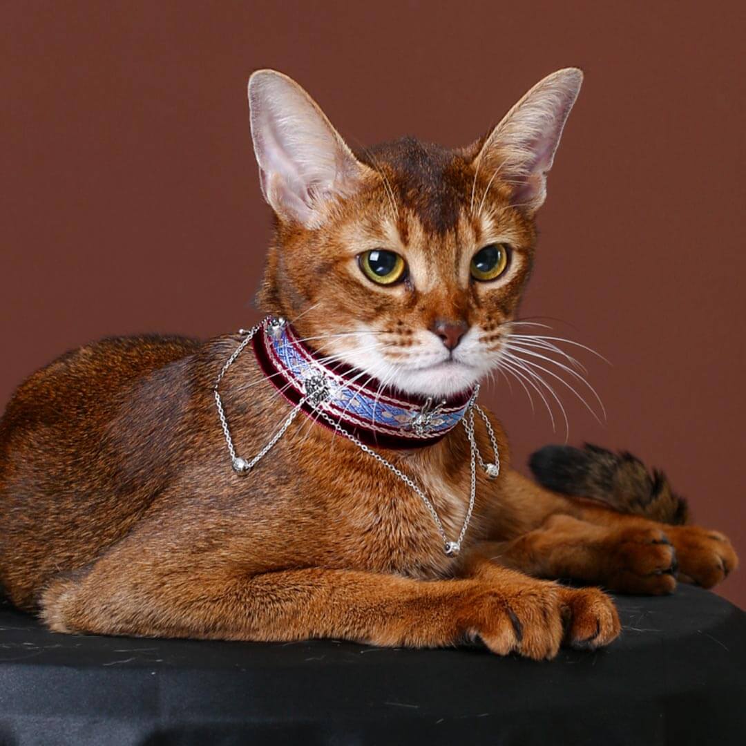 La Nuit Cat Collar | Luxurious Accessories for Cats | MissyMoMo