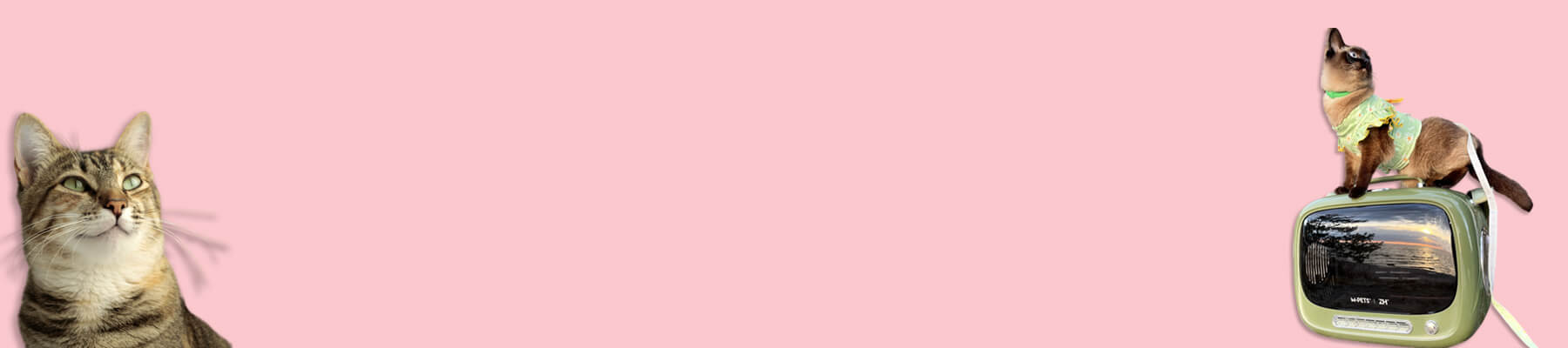 Large Cat Carrier Collection