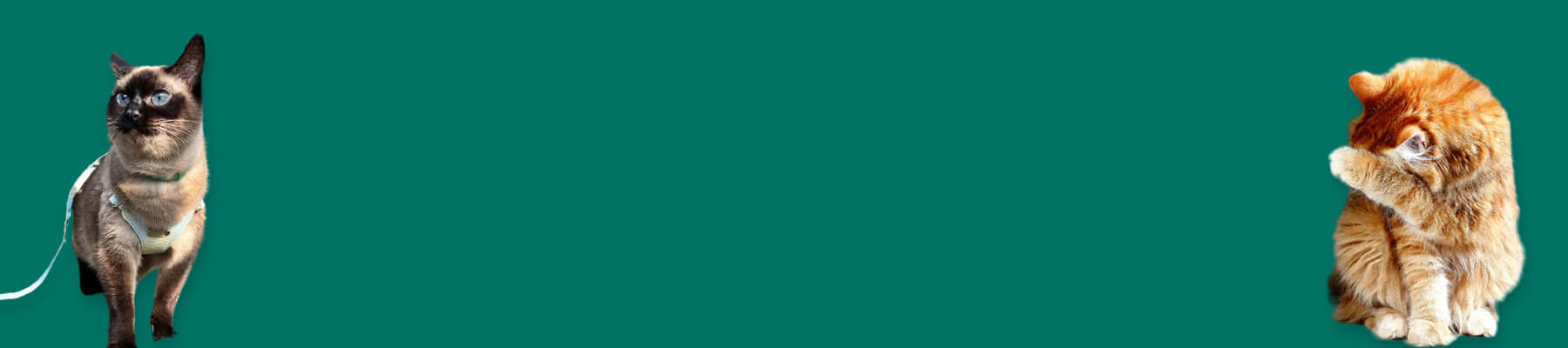 MissyMoMo Leather Cat Harness Collection