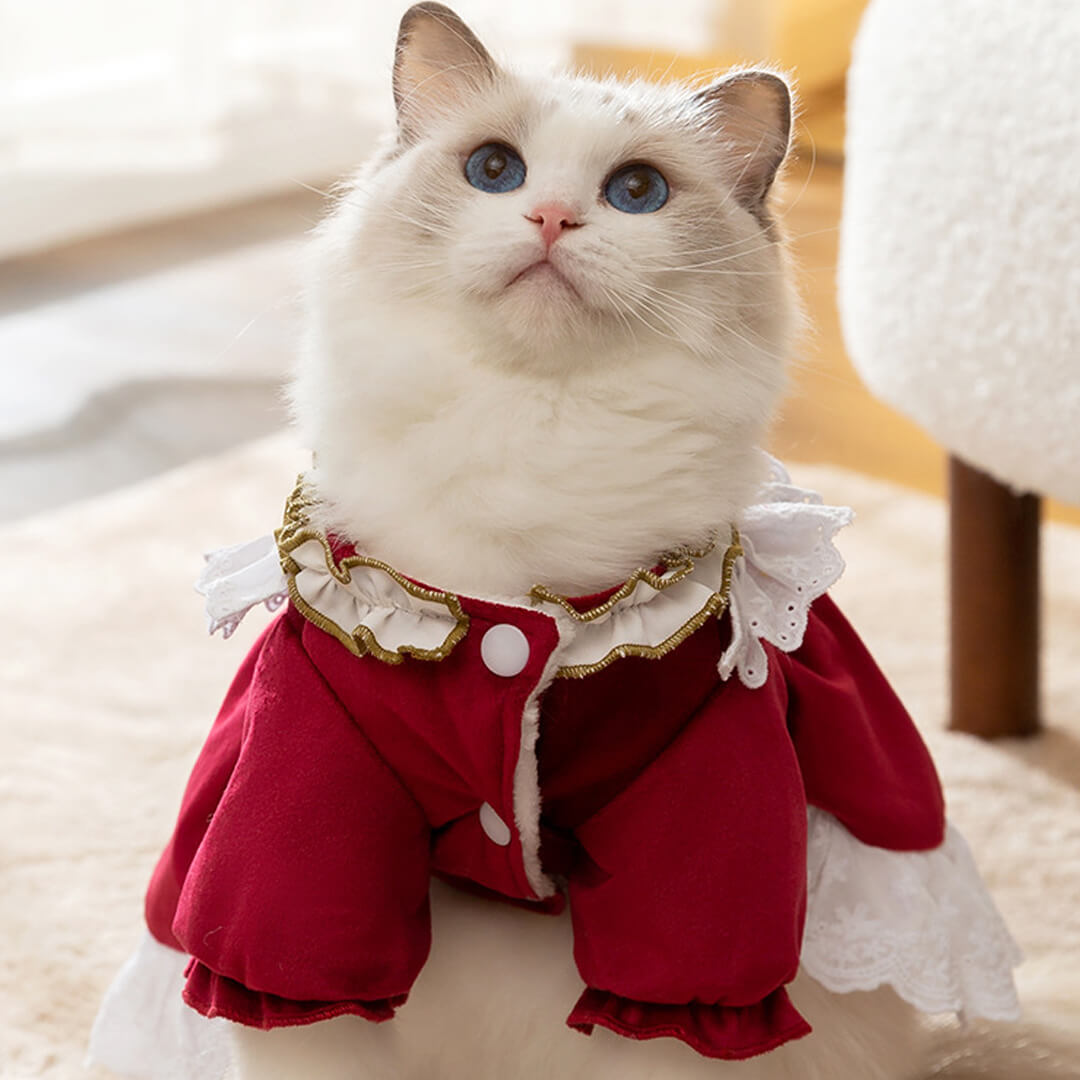 Cat in Cute Red Dress | MissyMoMo
