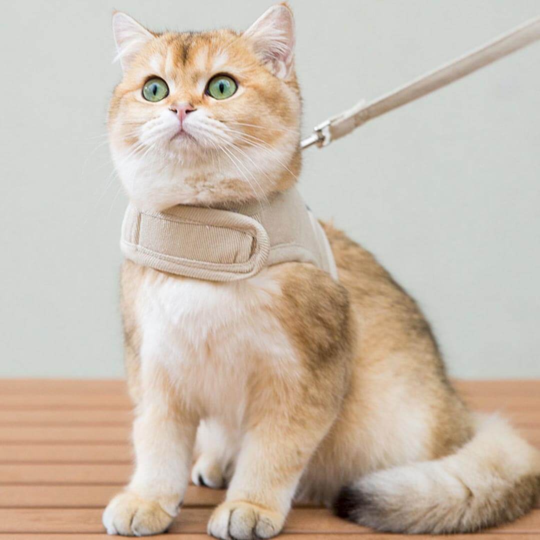 Cat Wearing Loki Cat Harness in Beige | MissyMoMo