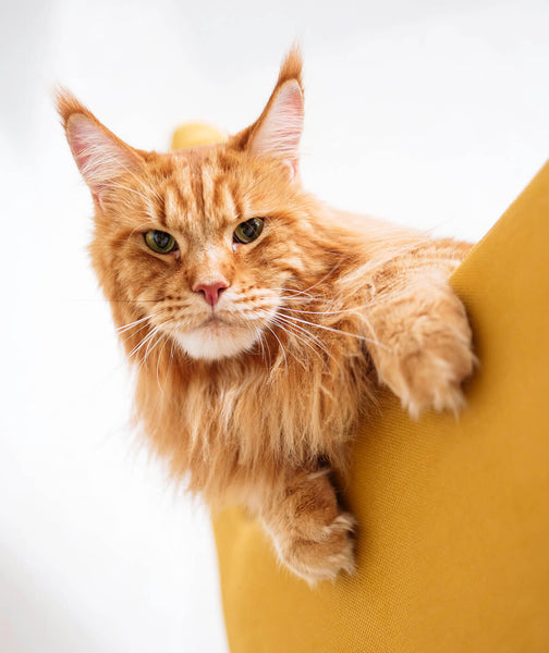 Beautiful Maine Coon Cat