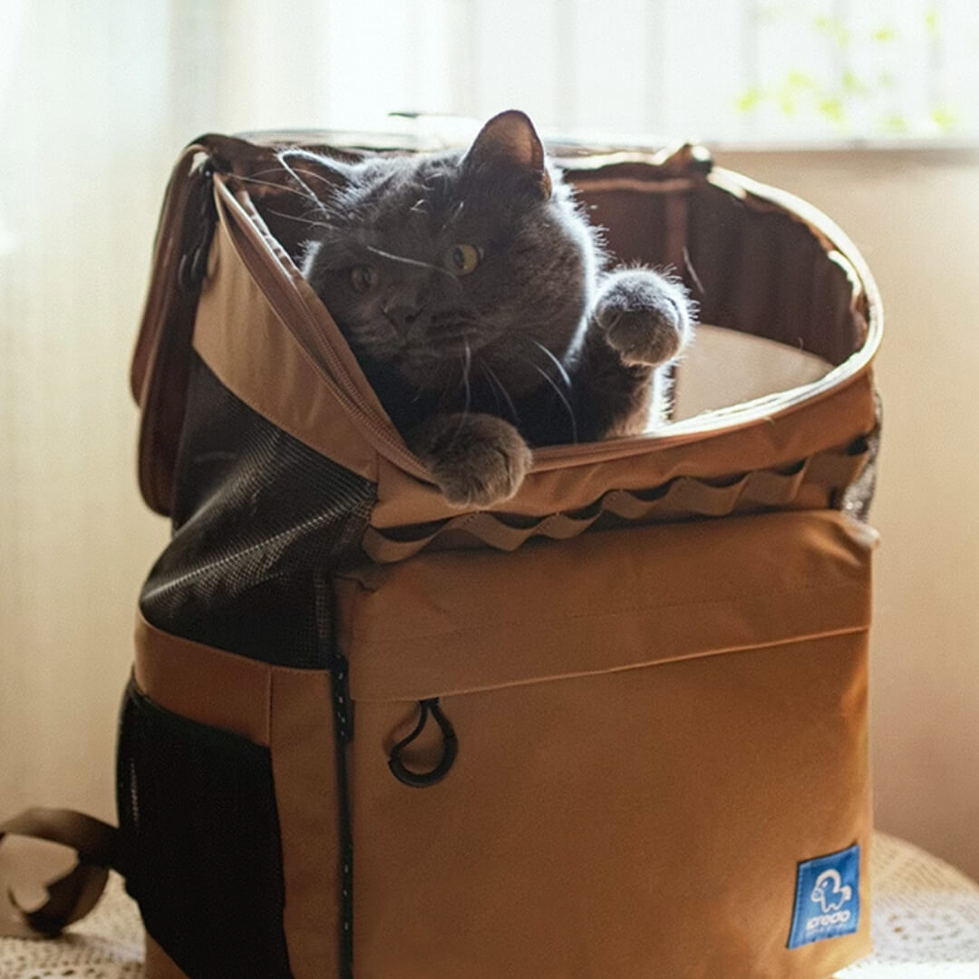 Cat Inside an Outdoor Cat Backpack | MissyMoMo