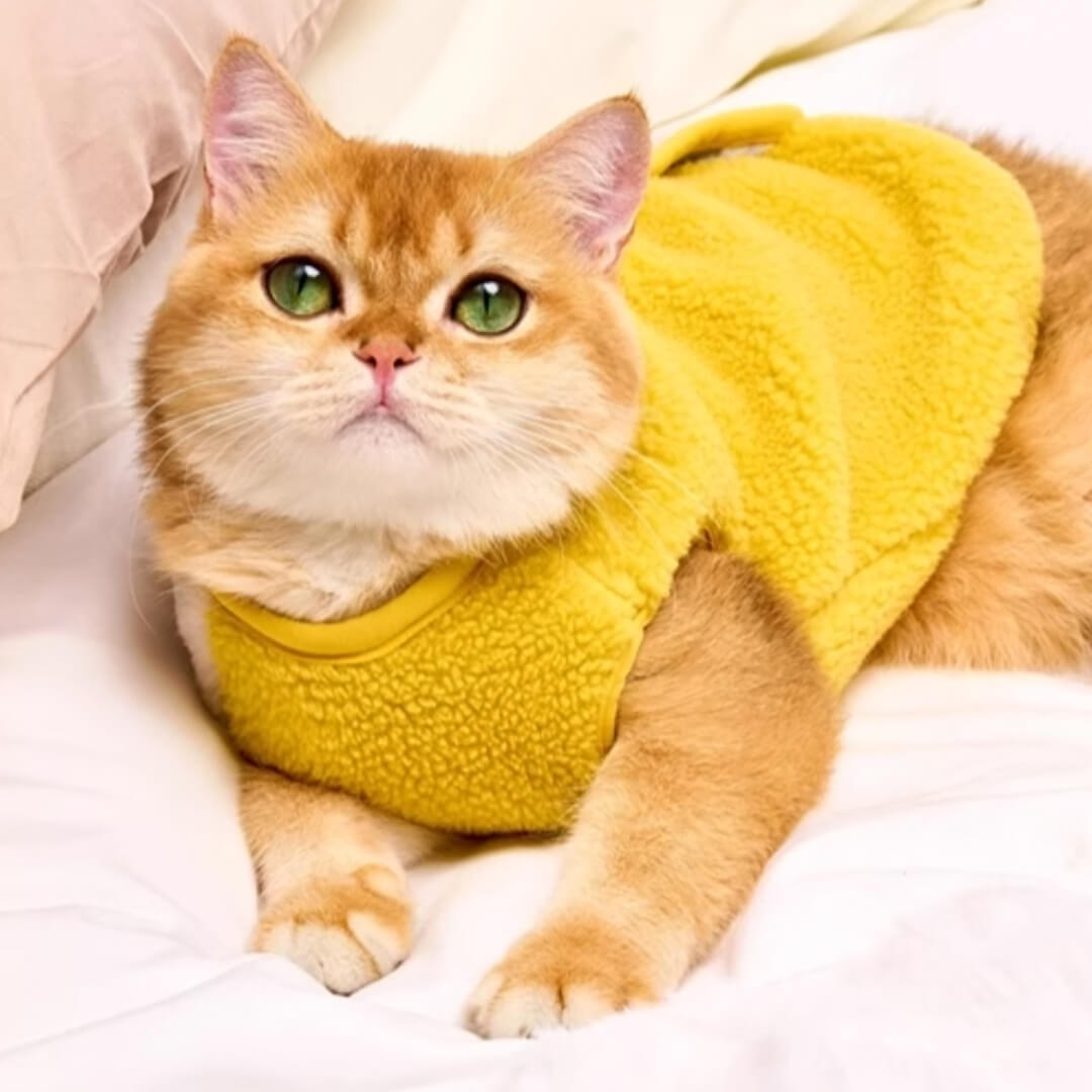 Cat in Cute Yellow Vest | MissyMoMo