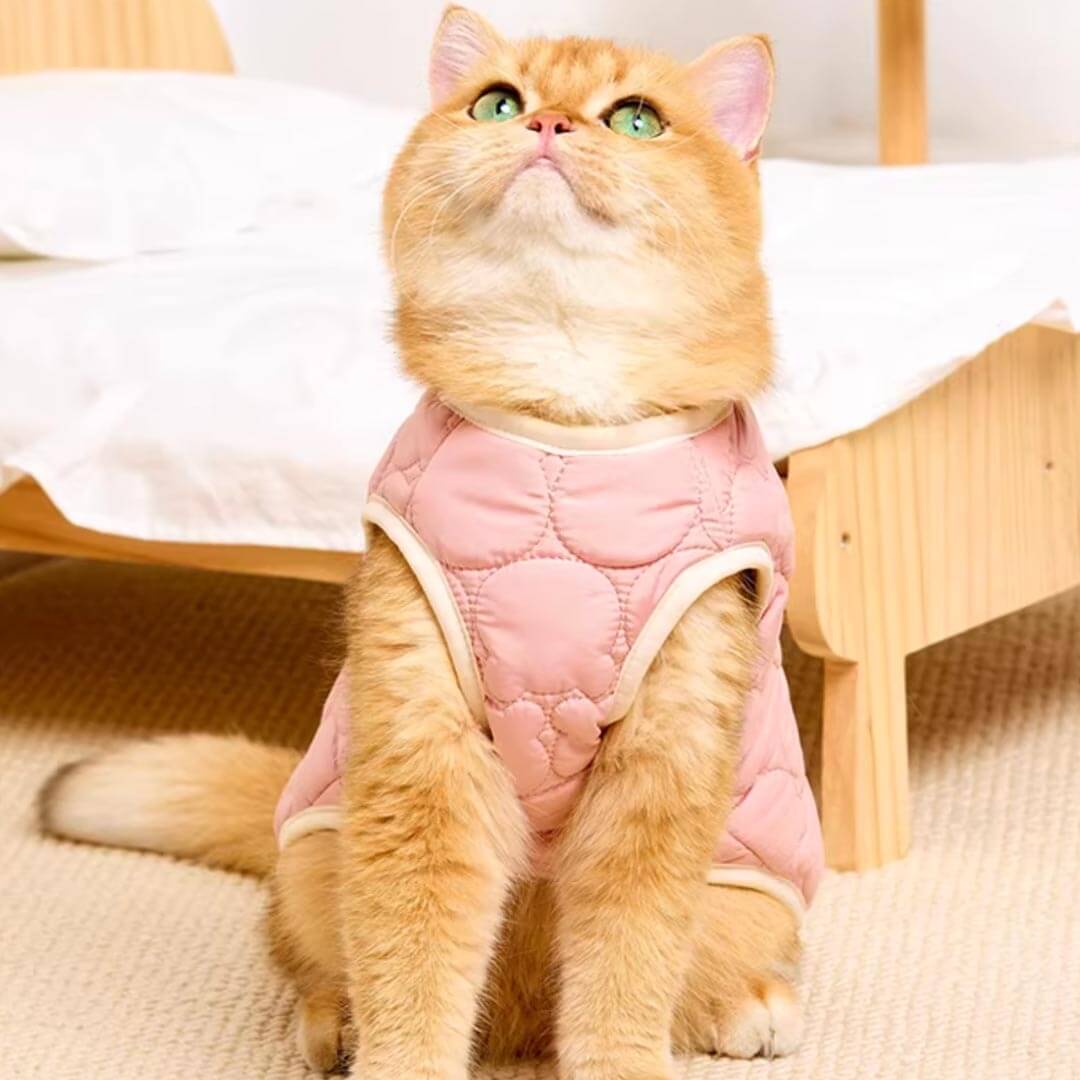 Cat Wearing Pink Quilted Jacket With Bear Detail | Cozy Cat Winter Outfit | MissyMoMo