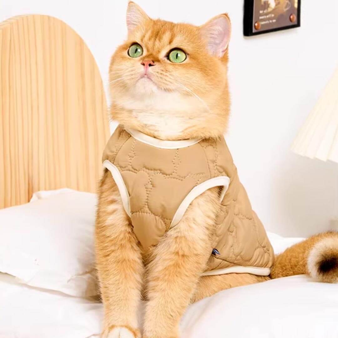 Cat Wearing Brown Quilted Jacket | Cozy Bear Patch Cat Outfit | MissyMoMo