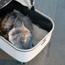 Load image into Gallery viewer, Cat Sitting in White Cat Stroller | Stylish Cat Carrier with Wheels | MissyMoMo
