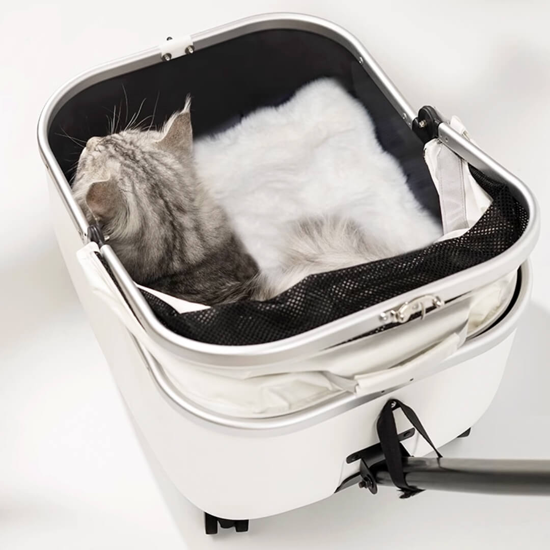 Cat Sitting in White Cat Stroller | Stylish Cat Carrier with Wheels | MissyMoMo
